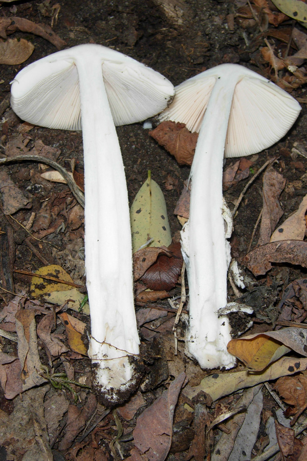 Non sono Amanita, per...